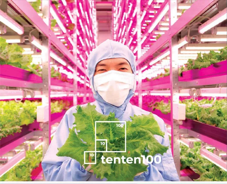 Worker in protective clothing holding lettuce in a vertical farm